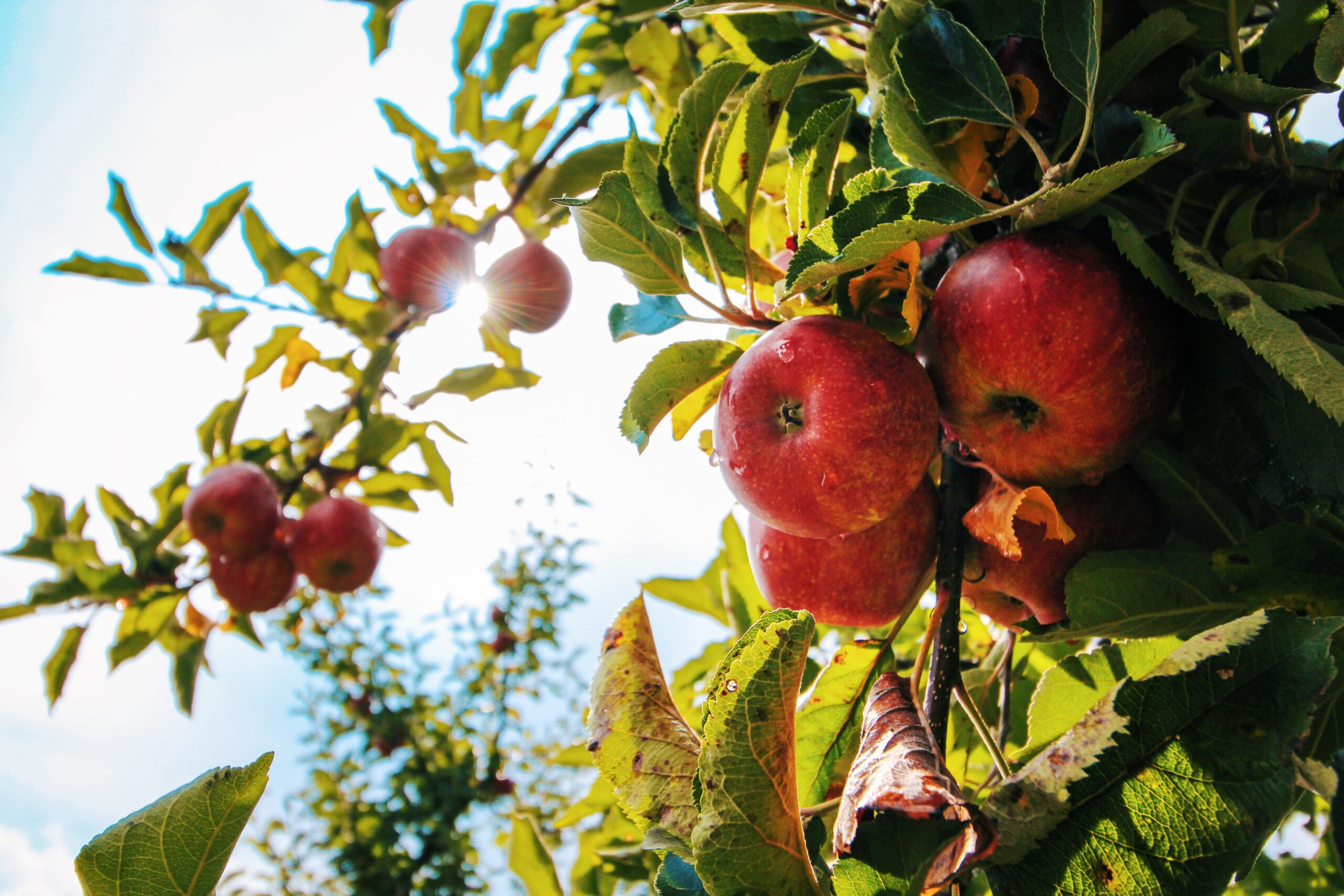 Featured image for “Governor Pritzker Signs Farm to Food Bank Act”